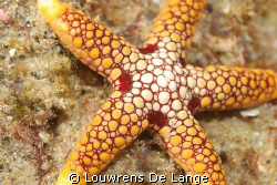 Starry,starry sea... by Louwrens De Lange 